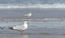 海鸥官方爆料视频下载,全新科技与设计亮点抢先看